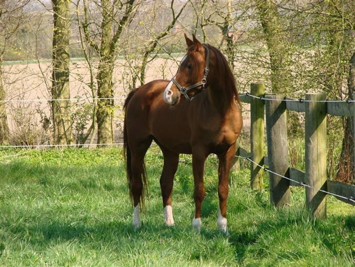 Arabisk fuldblod (OX) Aiko OX billede 2