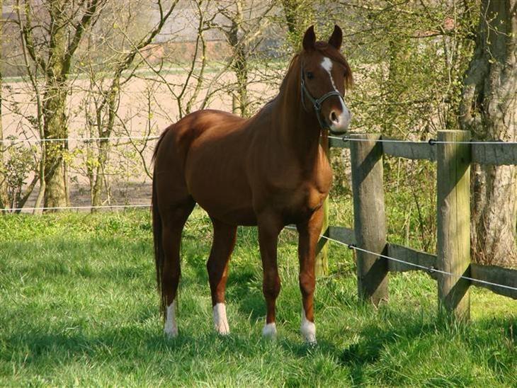 Arabisk fuldblod (OX) Aiko OX billede 3