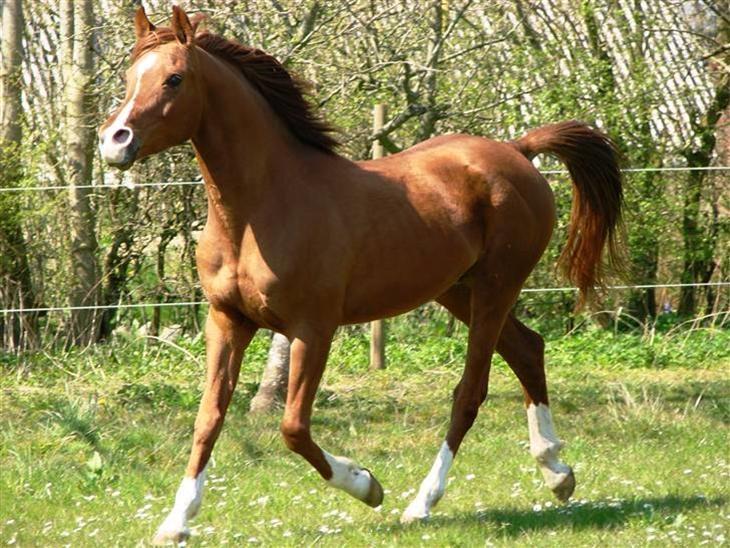 Arabisk fuldblod (OX) Aiko OX billede 5