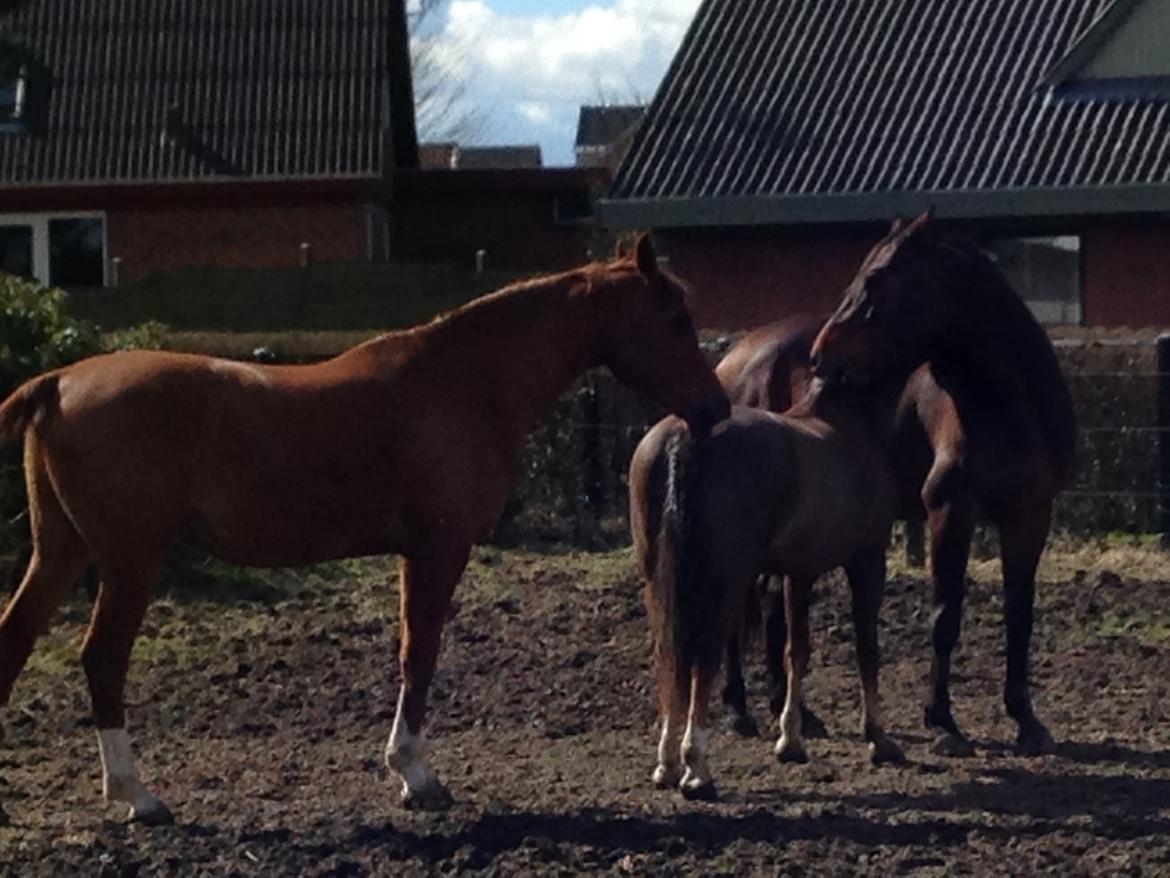 Arabisk fuldblod (OX) Aiko OX billede 6