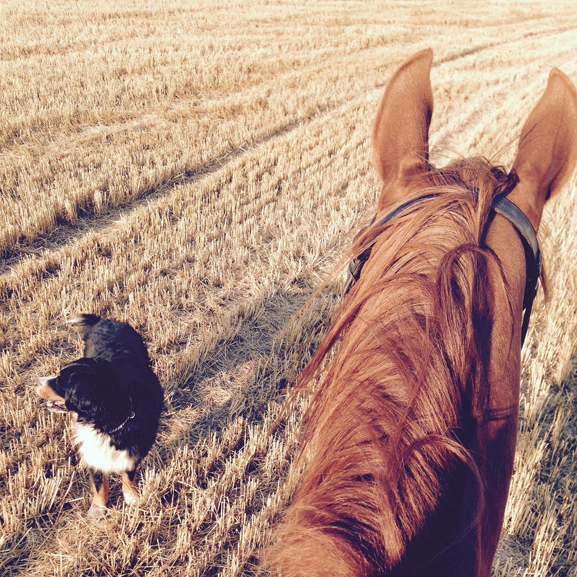 Arabisk fuldblod (OX) Aiko OX billede 7