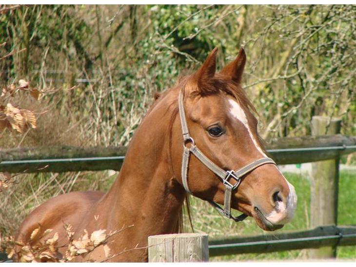 Arabisk fuldblod (OX) Aiko OX billede 4