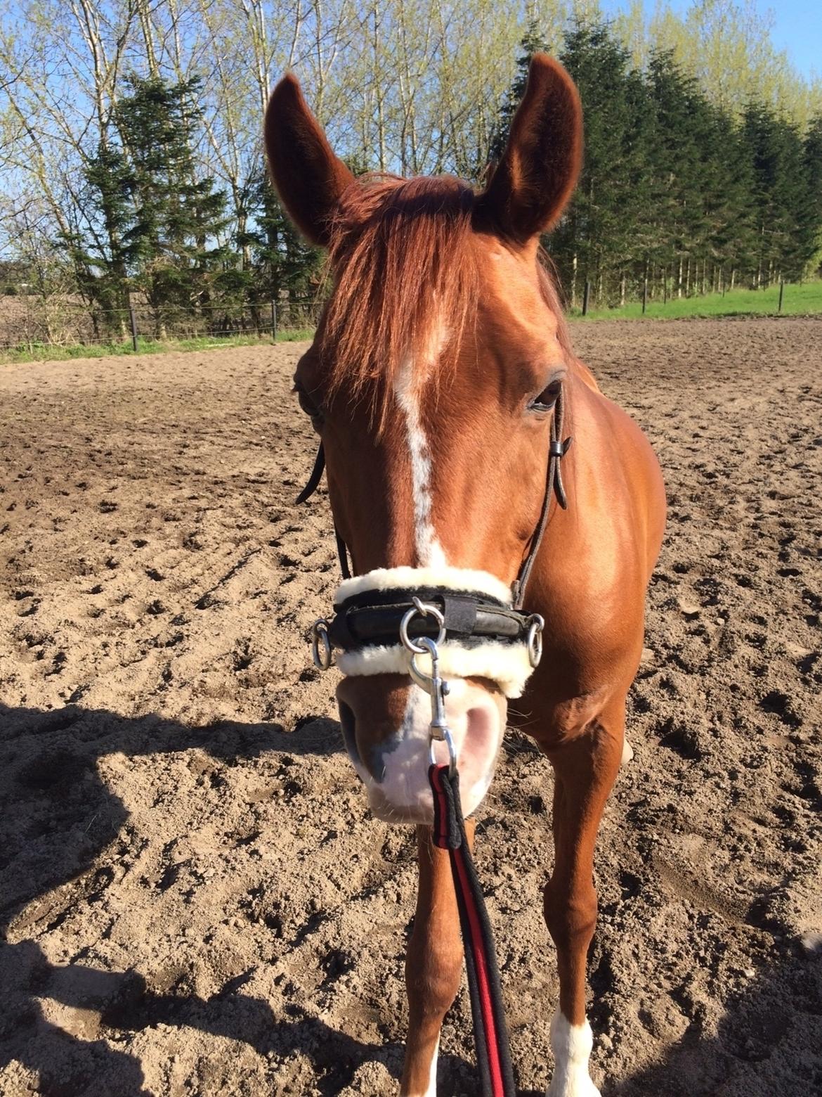 Arabisk fuldblod (OX) Aiko OX billede 1