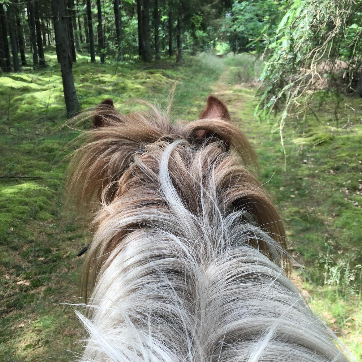 Islænder Vigga Fra Lille-Mosegaard billede 9