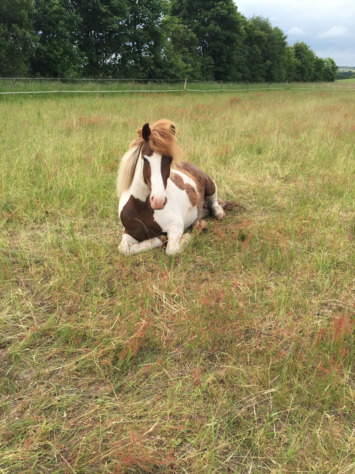 Islænder Vigga Fra Lille-Mosegaard billede 11