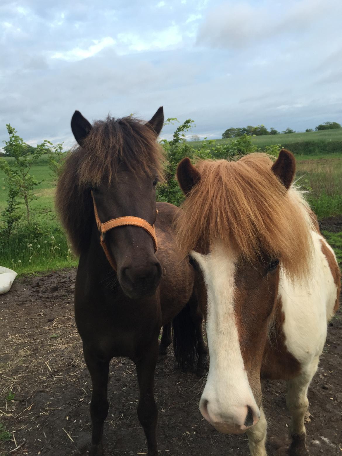Islænder Vigga Fra Lille-Mosegaard billede 10