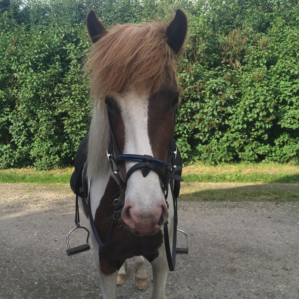 Islænder Vigga Fra Lille-Mosegaard billede 13