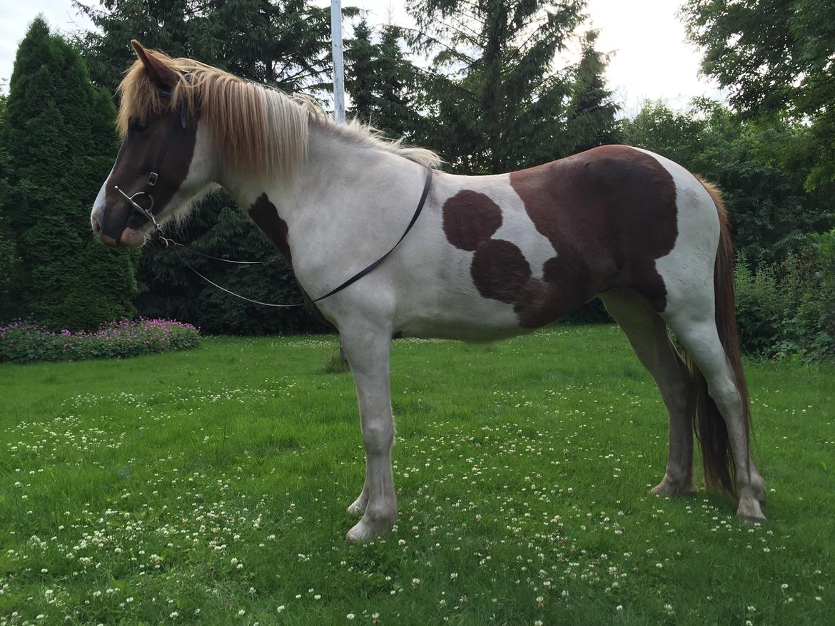 Islænder Vigga Fra Lille-Mosegaard billede 12