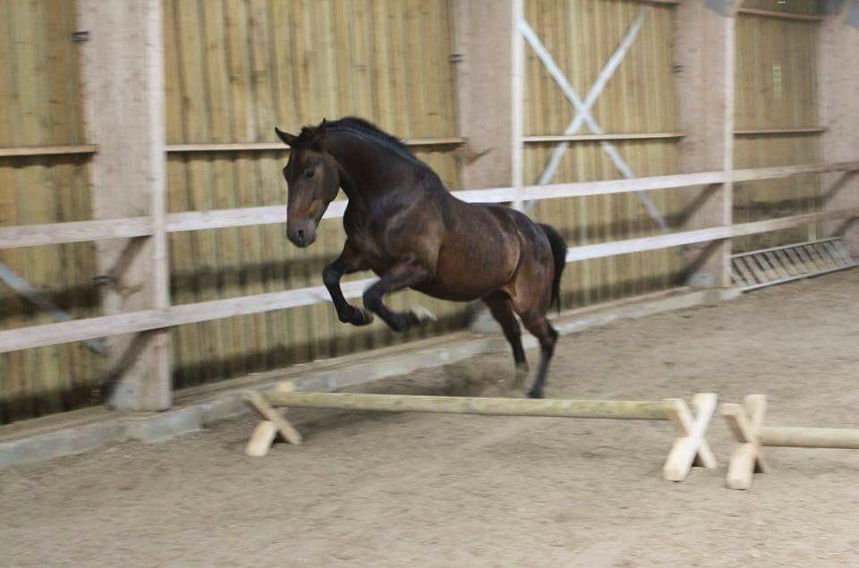 Traver Ideal Ørbæk billede 11