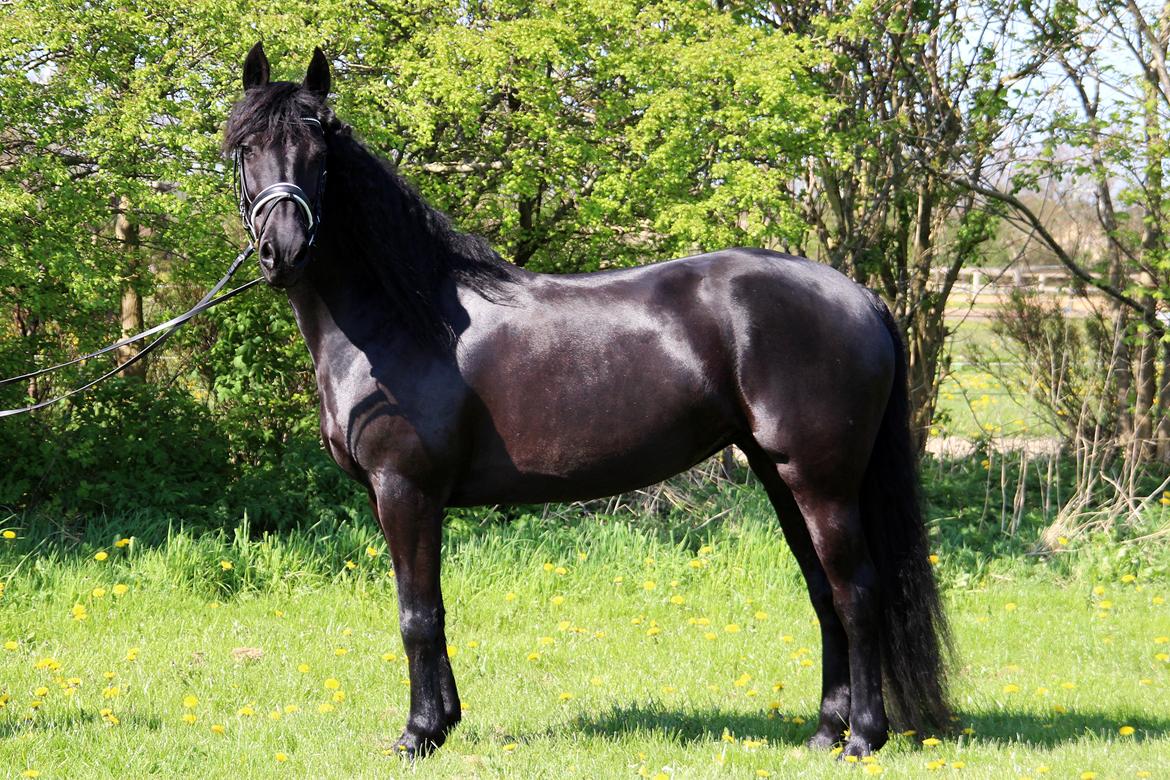 Frieser Shetana af Vanaheim - Maj 2016 - Smukke Prinsesse Shetana af Vanaheim  billede 20