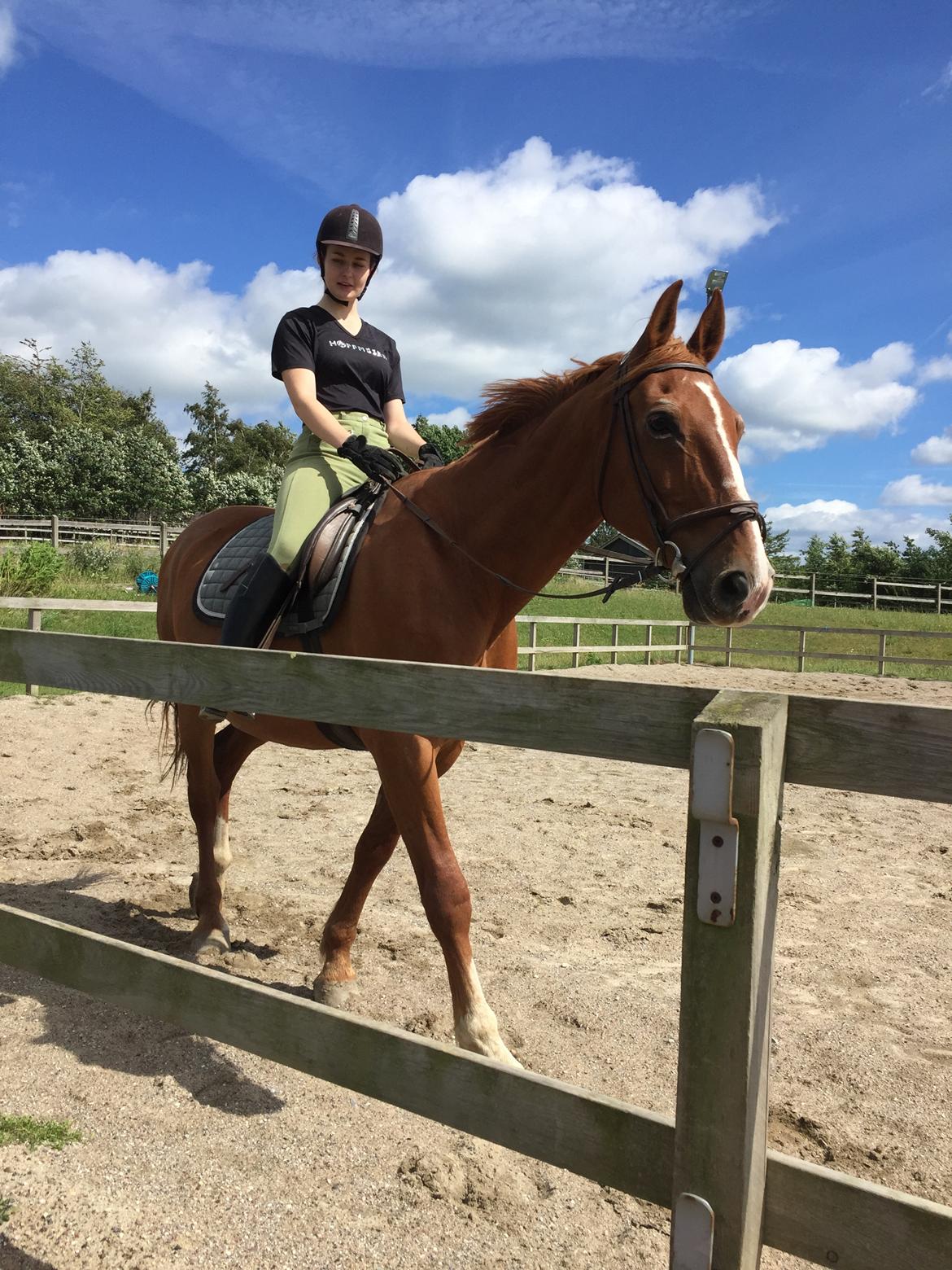 Frederiksborg Mercur Lindegård - 07-07-2016 billede 2