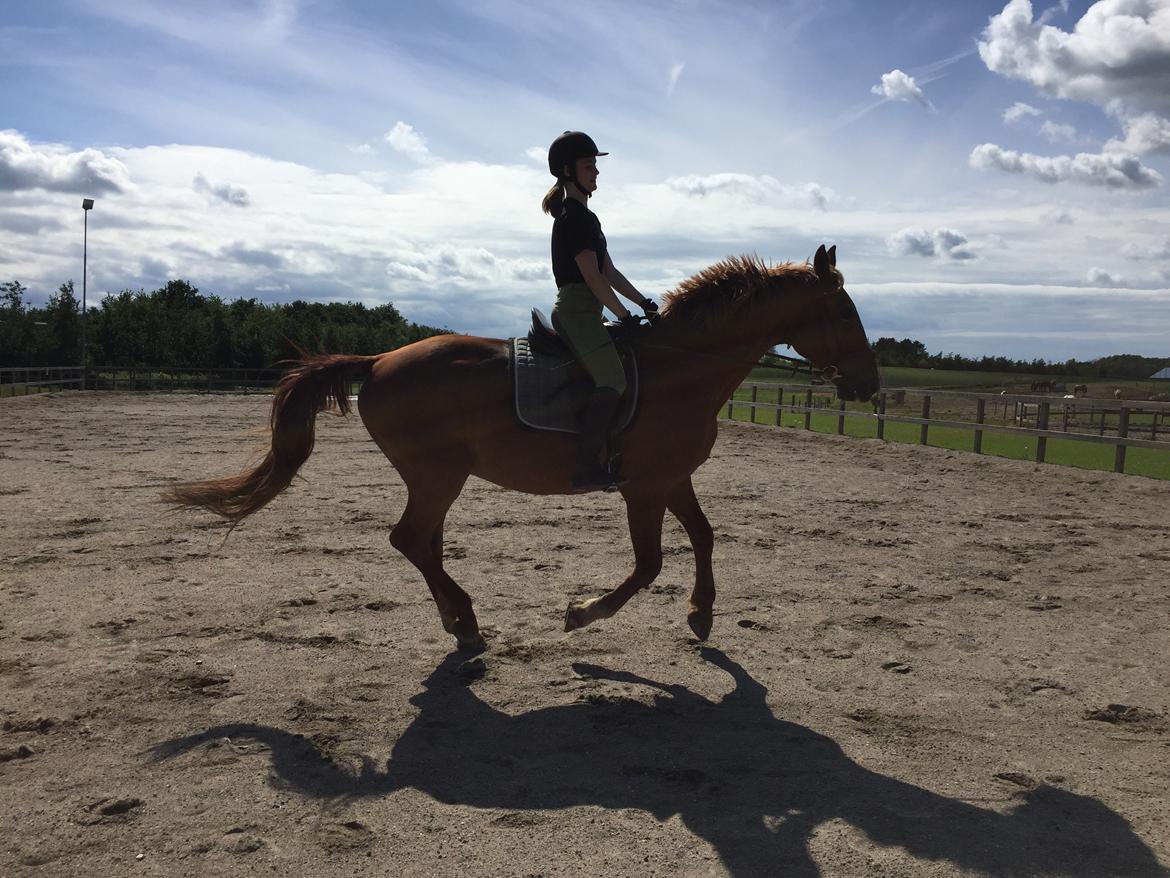 Frederiksborg Mercur Lindegård - 07-07-2016 billede 15