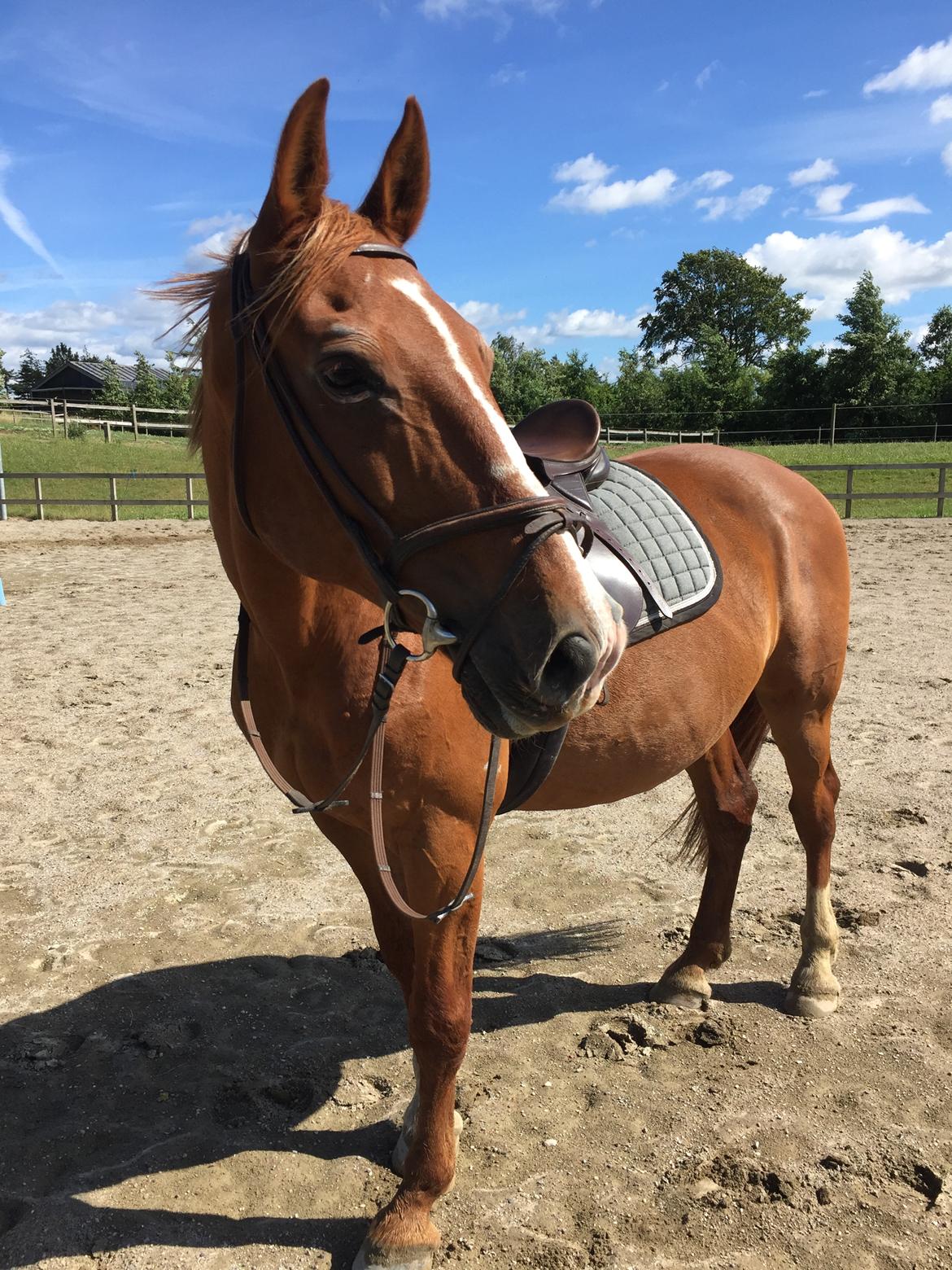 Frederiksborg Mercur Lindegård - 07-07-2016 billede 16