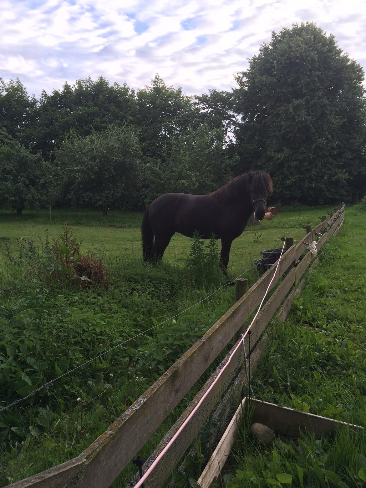 Islænder Sanna fra Åsbæk  billede 13