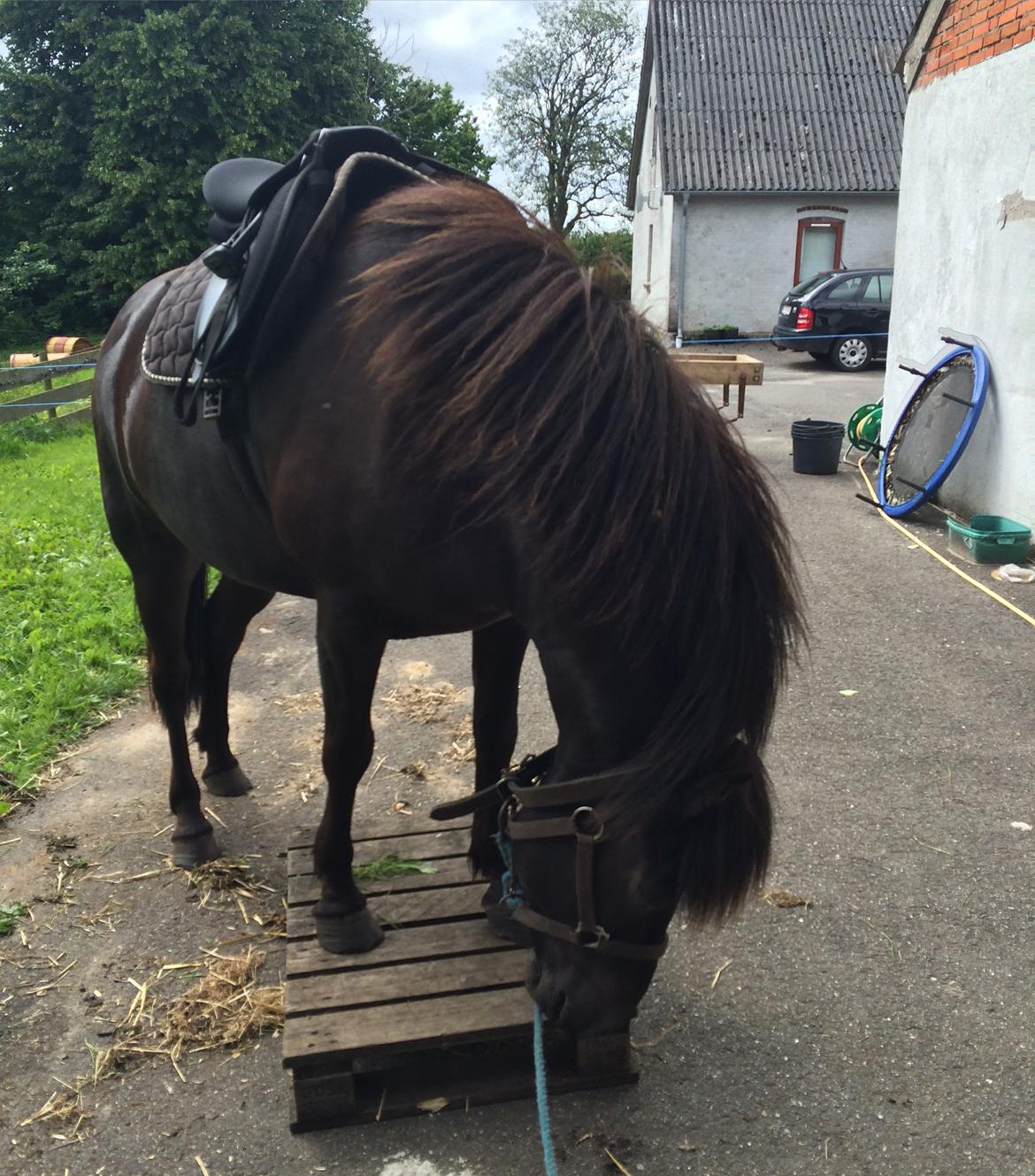 Islænder Sanna fra Åsbæk  - Så dygtig hun er. Både sadel på for første gang og stå på Palle.  billede 16