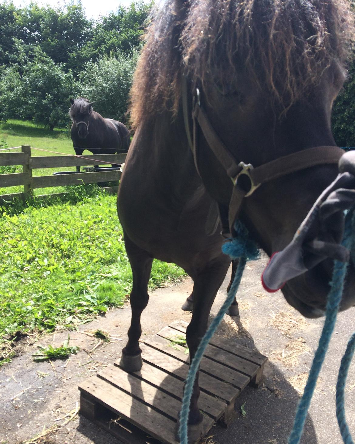 Islænder Sanna fra Åsbæk  - Sanna gør meget for godbidder  billede 17