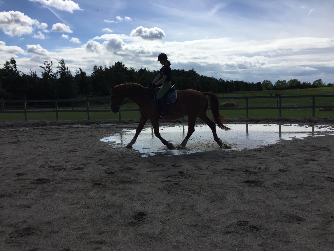 Frederiksborg Mercur Lindegård - 07-07-2016 billede 5