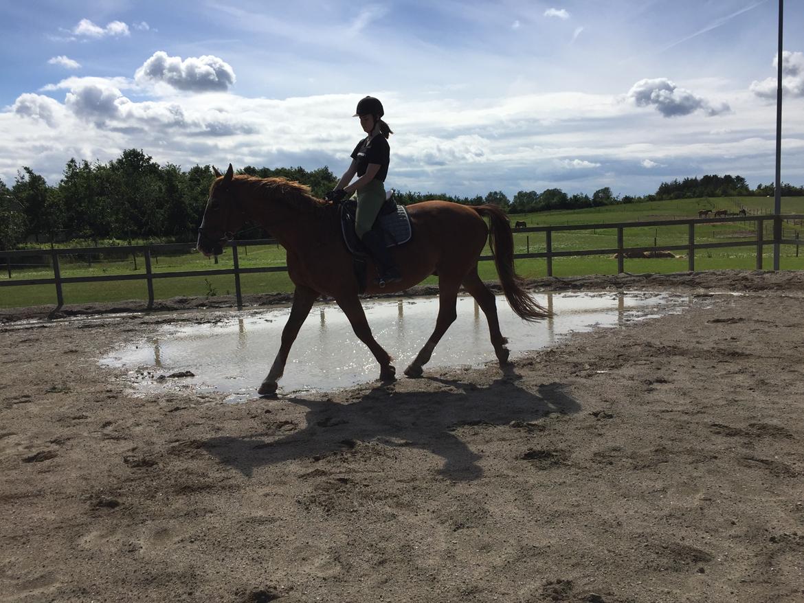 Frederiksborg Mercur Lindegård - 07-07-2016 billede 13