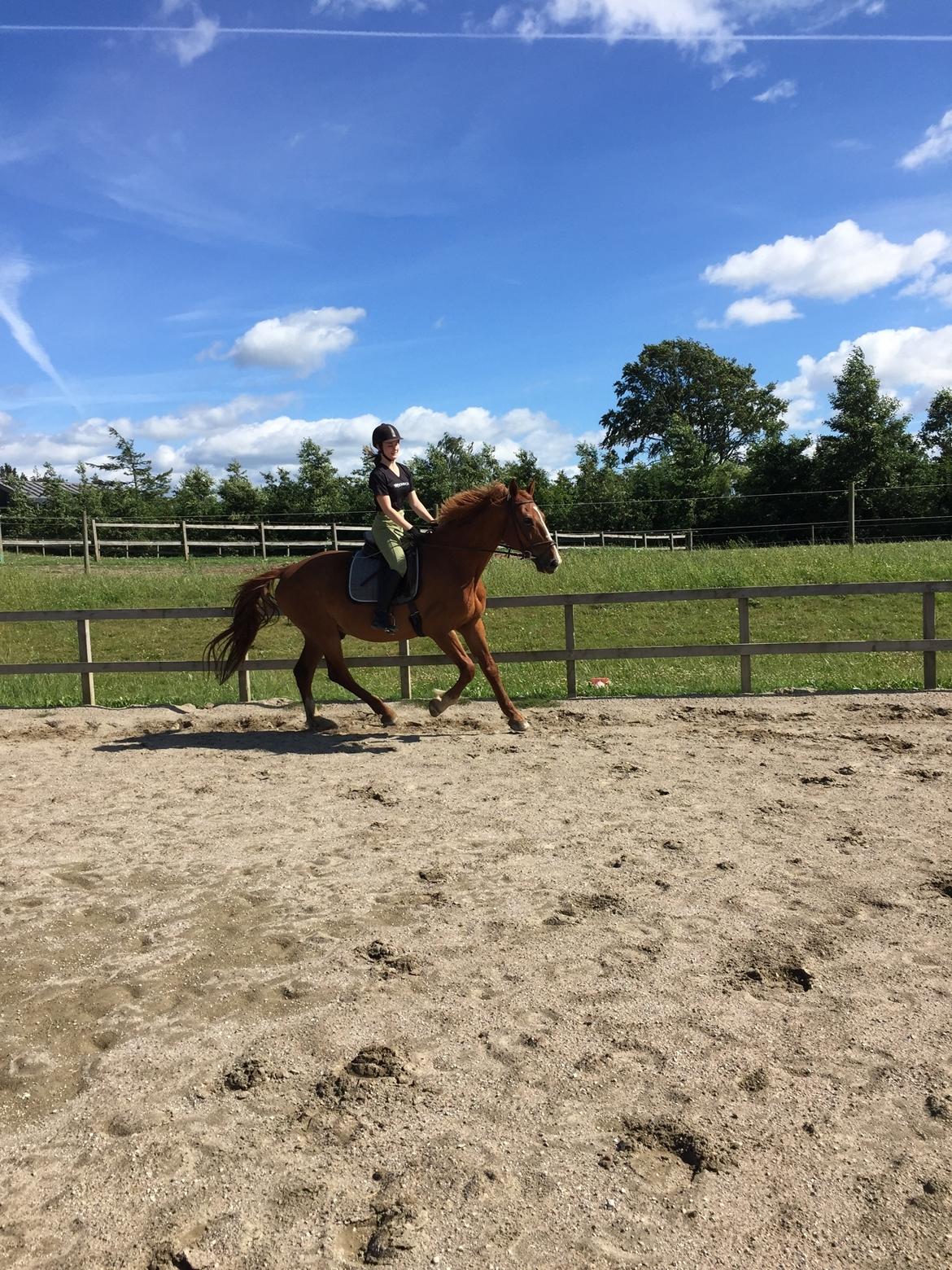 Frederiksborg Mercur Lindegård - 07-07-2016 billede 10