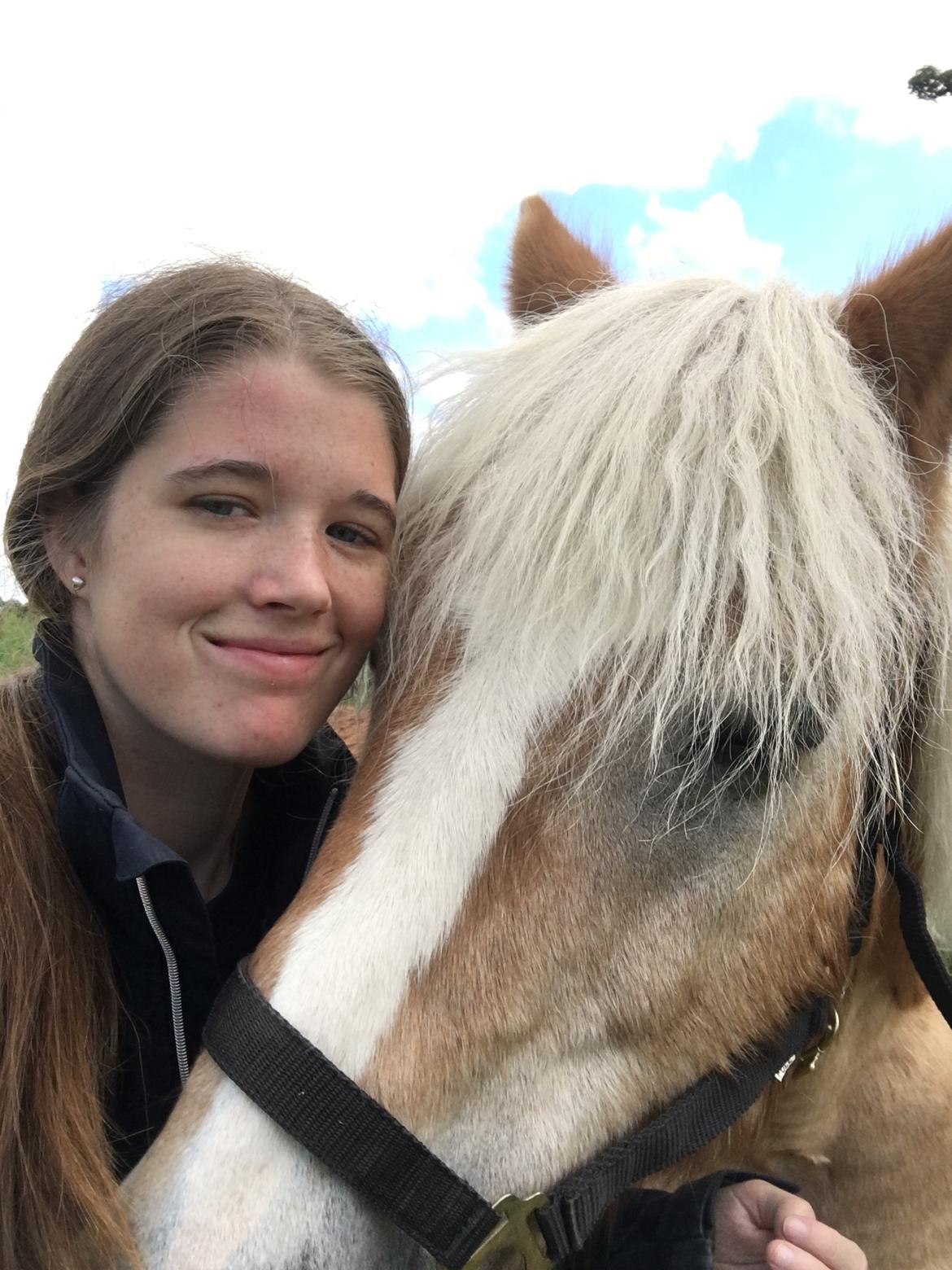 Tyroler Haflinger Asterix  - Hygge på folden❤ billede 1