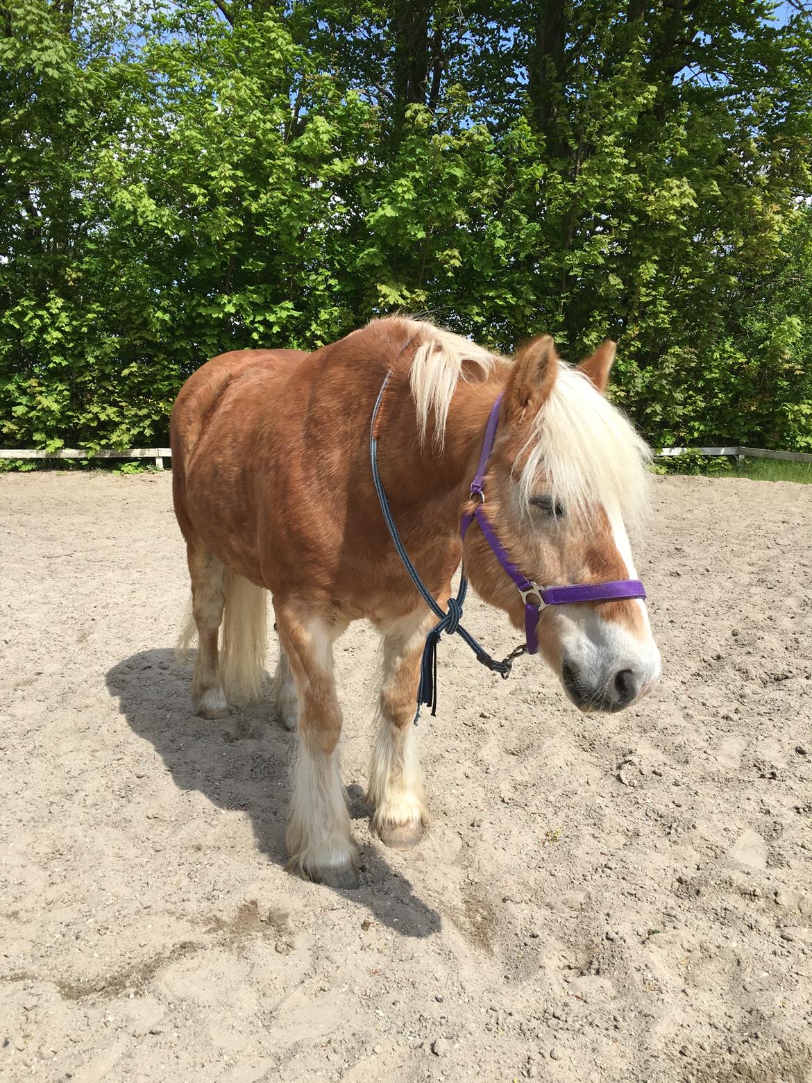 Tyroler Haflinger Asterix  - Lidt hygge på banen <3 billede 2