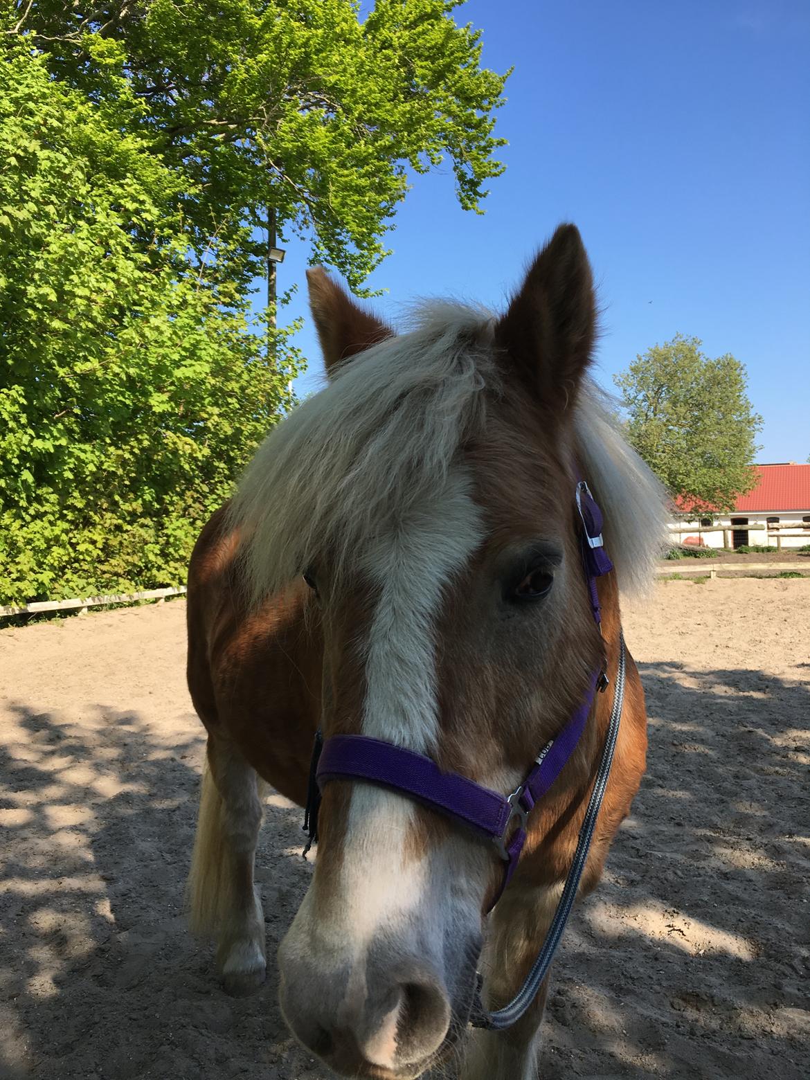Tyroler Haflinger Asterix  - Hygge igen<3 billede 4