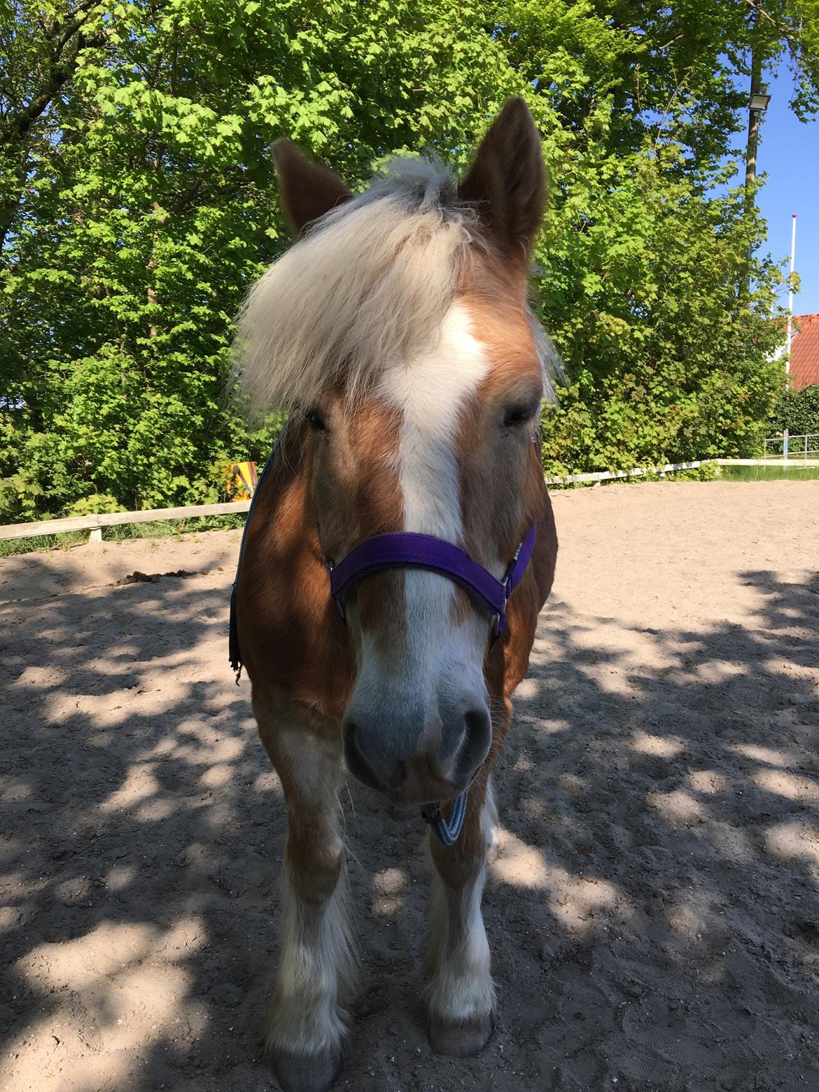 Tyroler Haflinger Asterix  - Hygge igen<3 billede 3