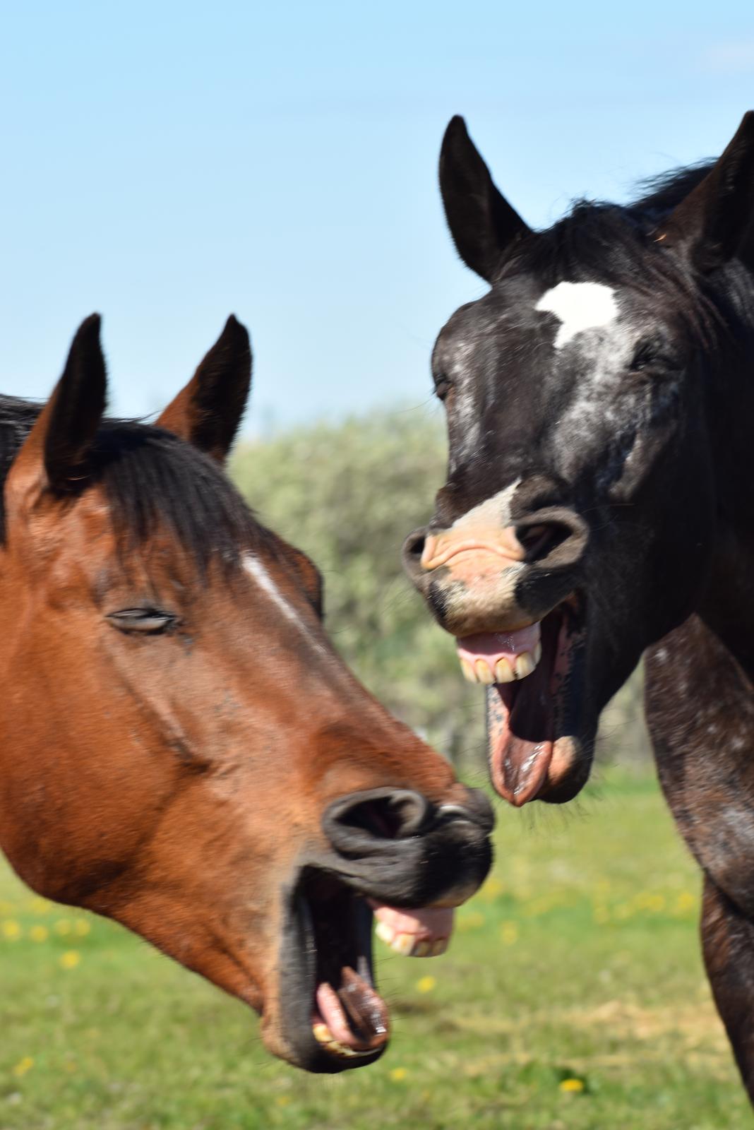 Anden særlig race *solgt*Møgelvangs amadeus billede 3