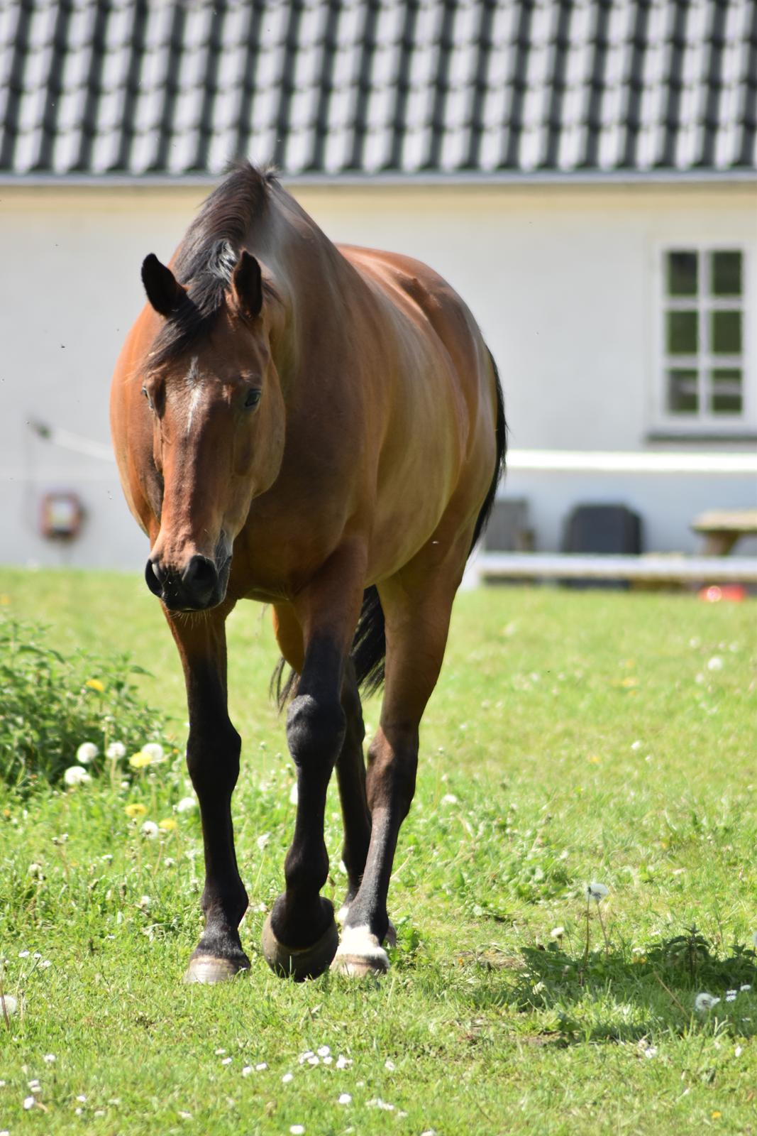Anden særlig race *solgt*Møgelvangs amadeus billede 4