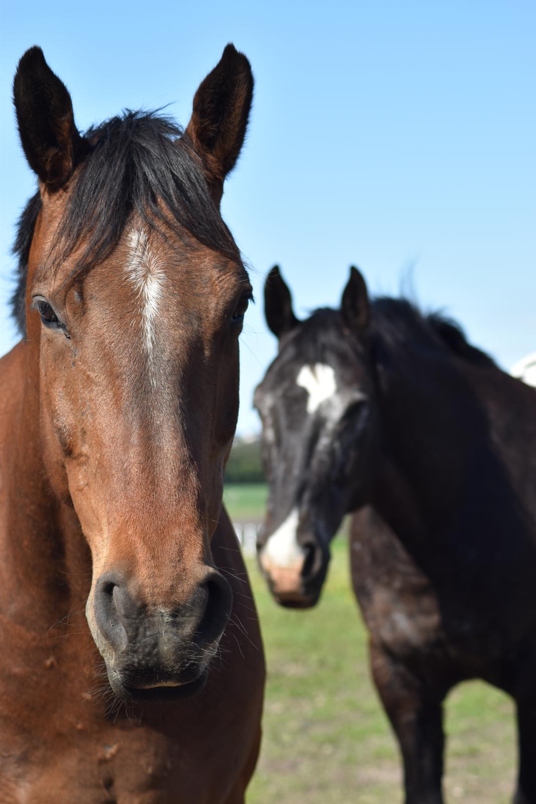 Anden særlig race *solgt*Møgelvangs amadeus billede 2