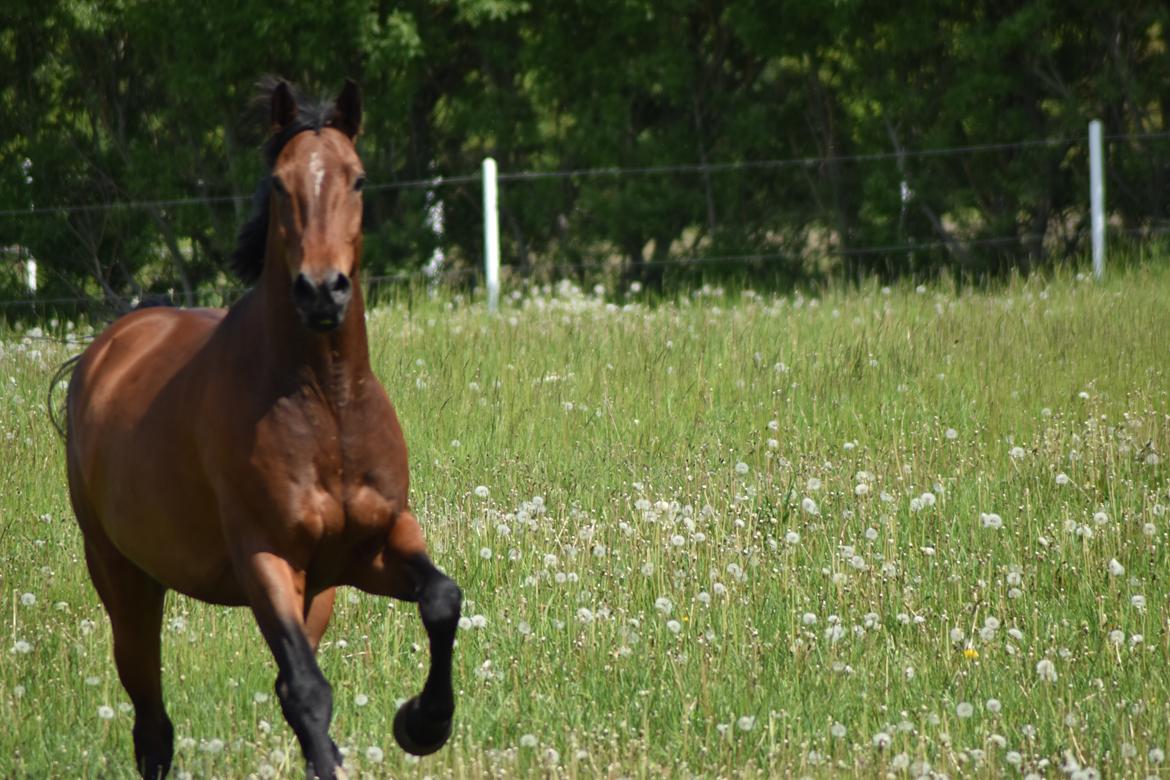 Anden særlig race *solgt*Møgelvangs amadeus billede 6