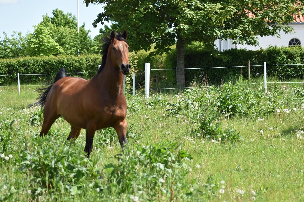 Anden særlig race *solgt*Møgelvangs amadeus billede 7