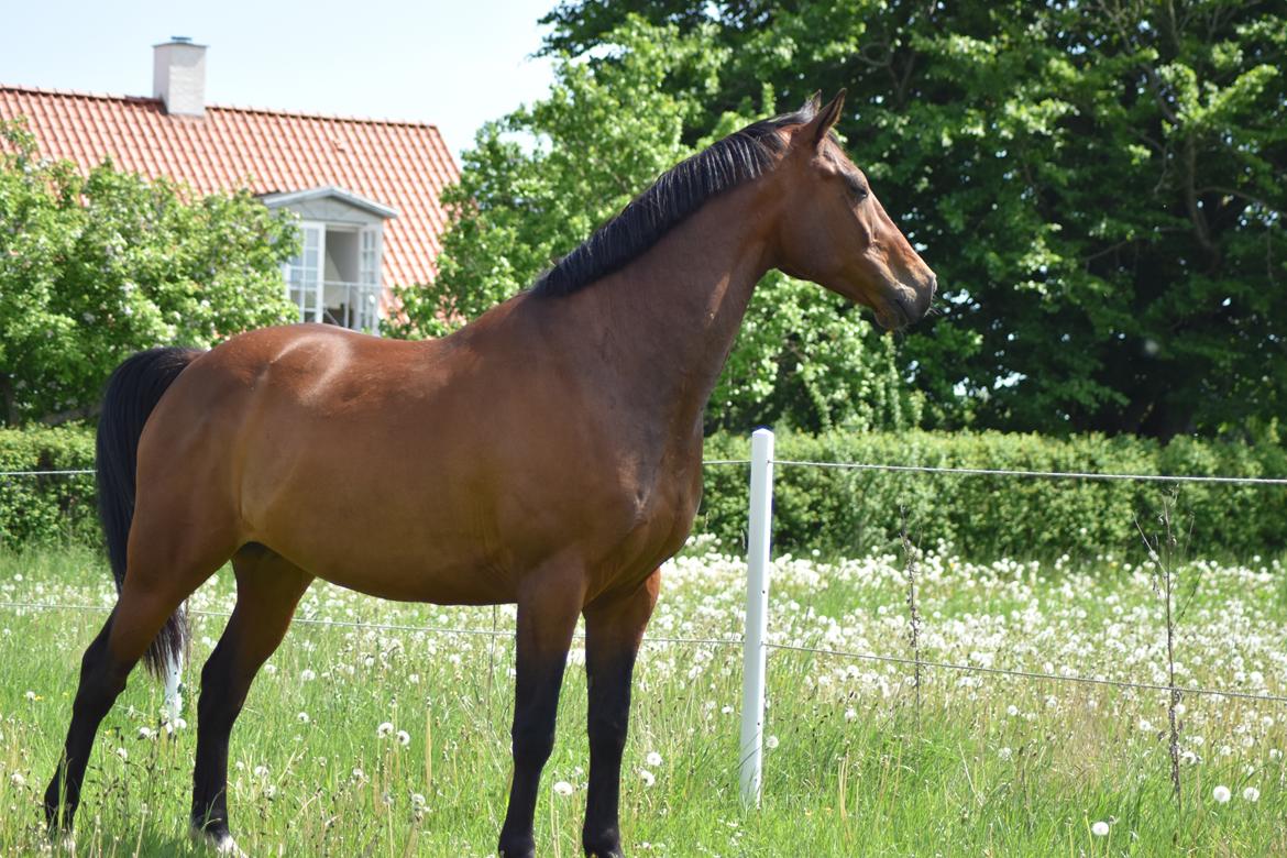 Anden særlig race *solgt*Møgelvangs amadeus billede 8