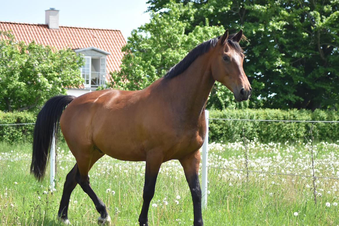 Anden særlig race *solgt*Møgelvangs amadeus billede 9