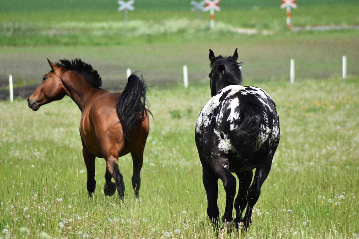 Anden særlig race *solgt*Møgelvangs amadeus billede 5