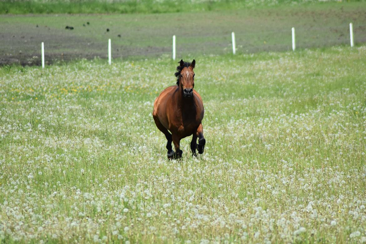 Anden særlig race *solgt*Møgelvangs amadeus billede 12
