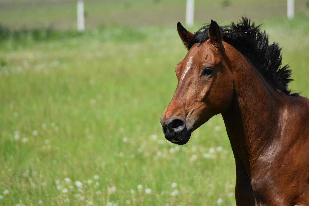 Anden særlig race *solgt*Møgelvangs amadeus billede 14
