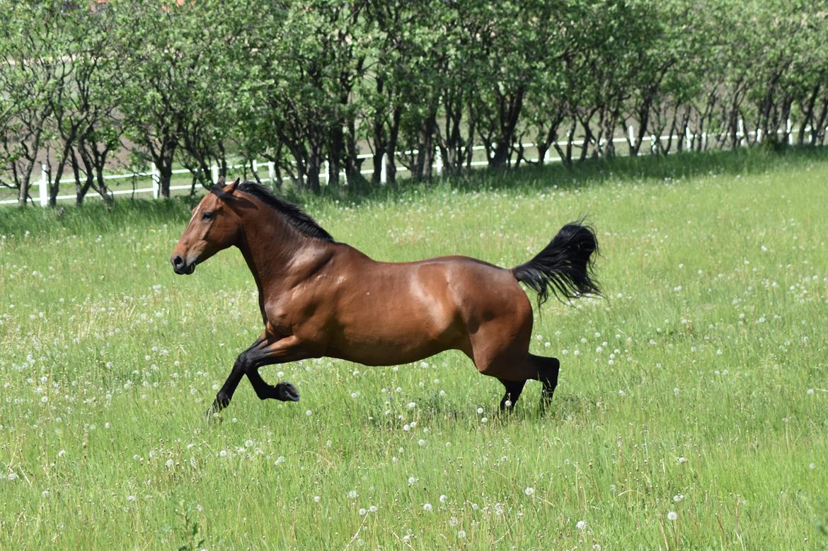 Anden særlig race *solgt*Møgelvangs amadeus billede 1
