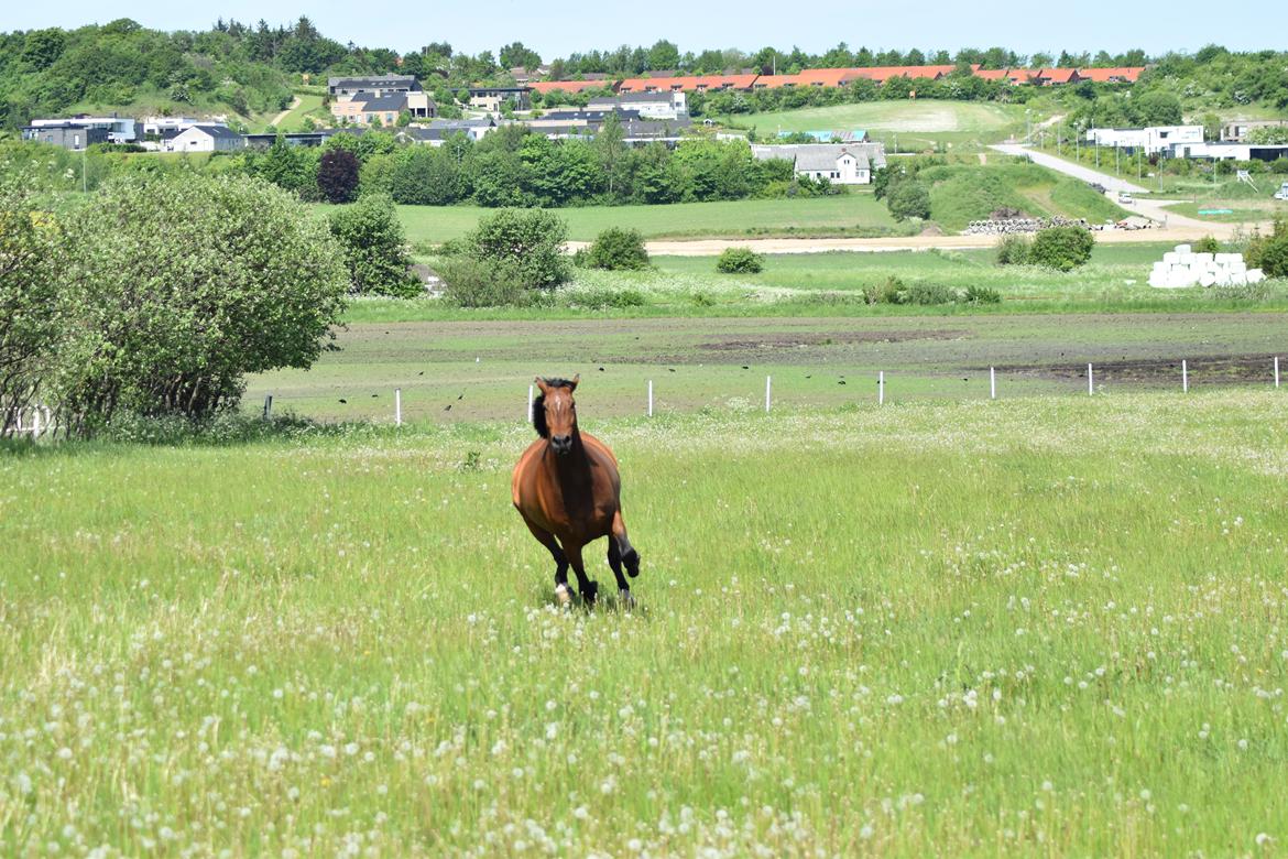 Anden særlig race *solgt*Møgelvangs amadeus billede 11