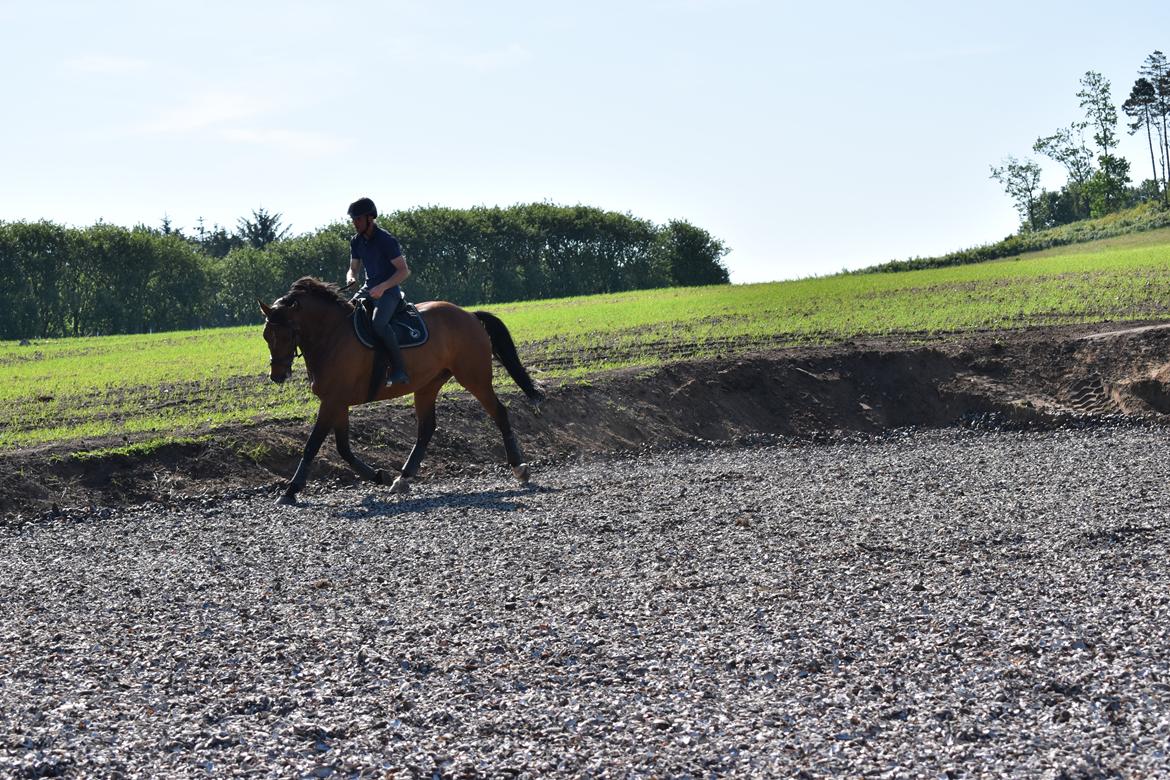 Anden særlig race *solgt*Møgelvangs amadeus billede 15
