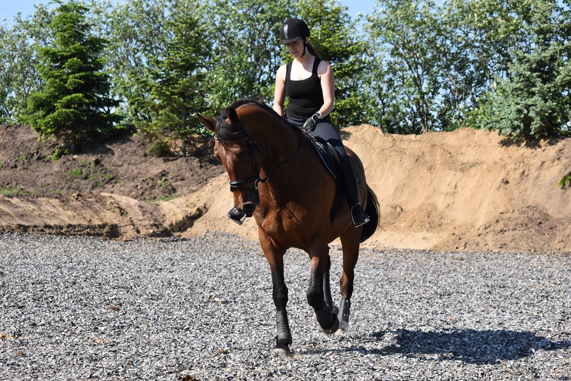 Anden særlig race *solgt*Møgelvangs amadeus billede 13