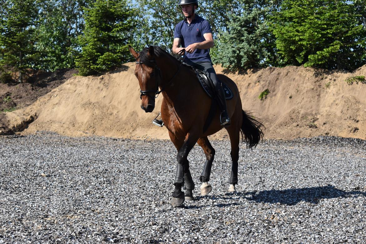 Anden særlig race *solgt*Møgelvangs amadeus billede 10