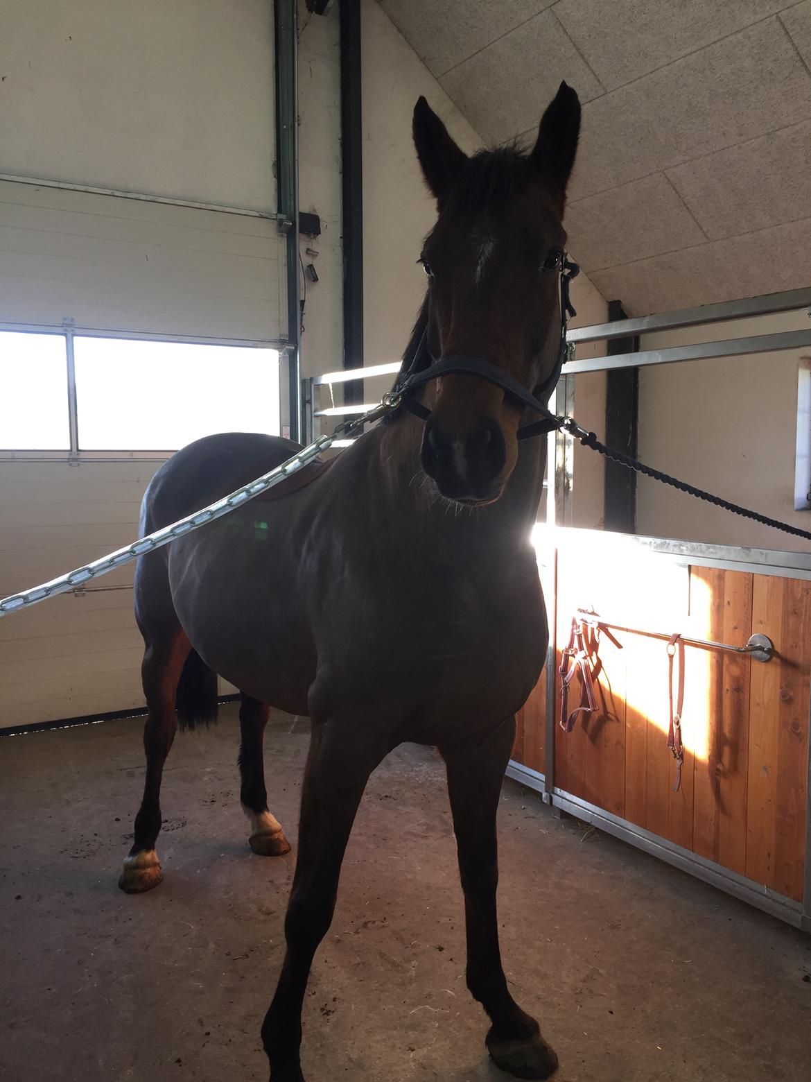 Anden særlig race *solgt*Møgelvangs amadeus billede 17