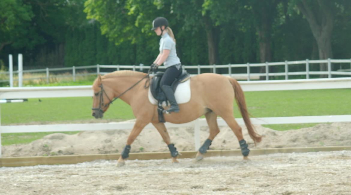 Anden særlig race Zarina - D. 7/7-16 billede 16