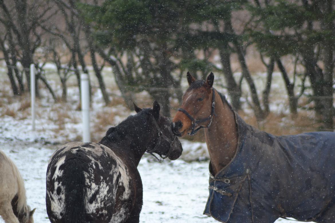 Anden særlig race *solgt*Møgelvangs amadeus billede 18