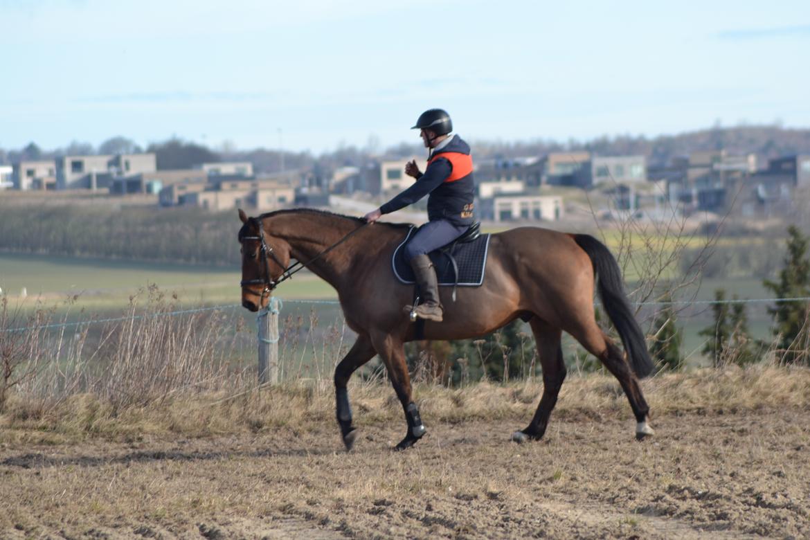 Anden særlig race *solgt*Møgelvangs amadeus billede 19