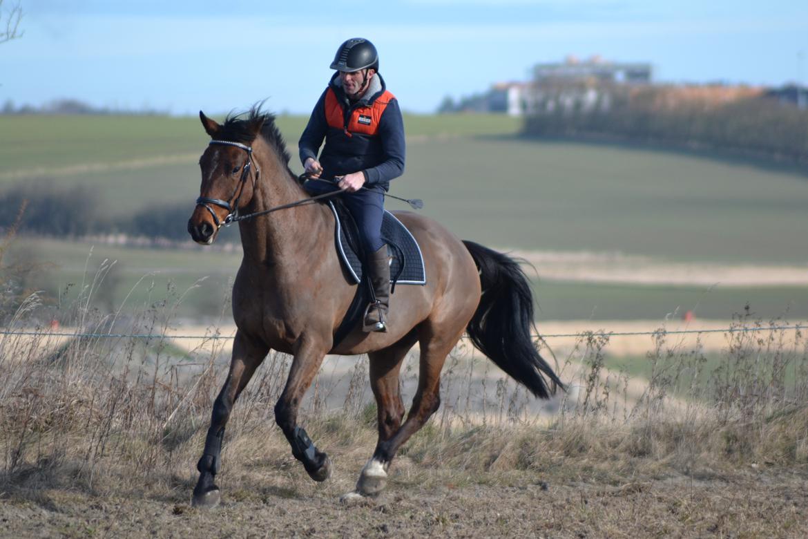 Anden særlig race *solgt*Møgelvangs amadeus billede 21