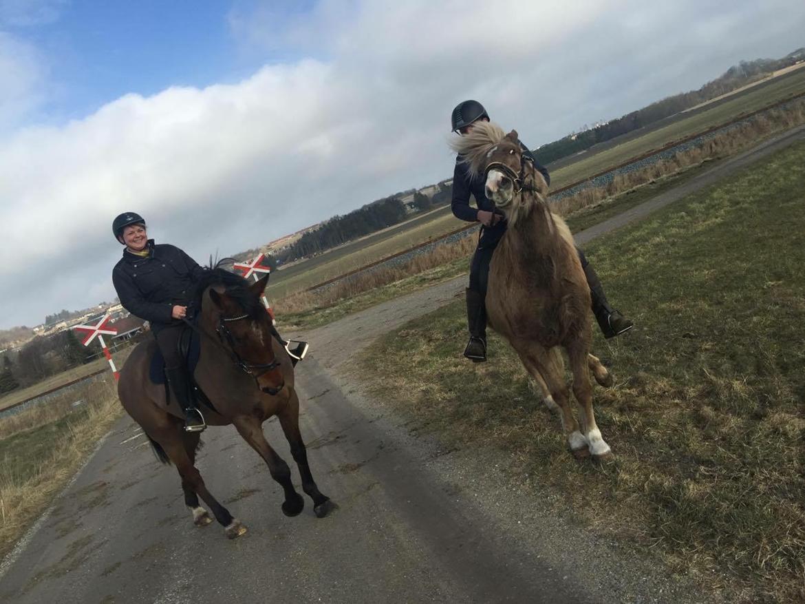 Anden særlig race *solgt*Møgelvangs amadeus billede 22