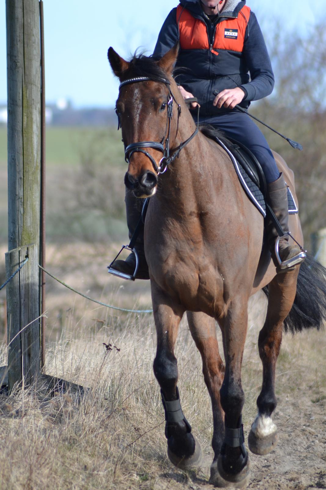 Anden særlig race *solgt*Møgelvangs amadeus billede 20
