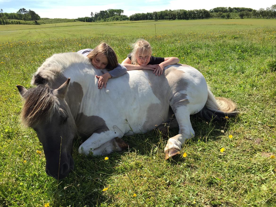 Anden særlig race Aslan. billede 24